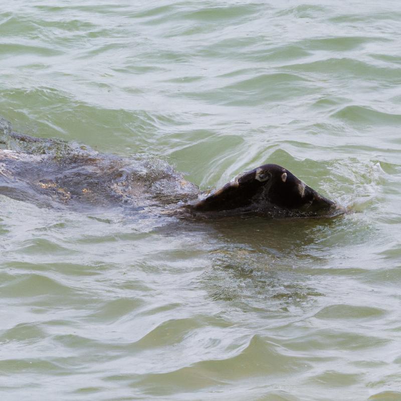 Příšera z hlubin oceánu vyplula na moře a ohrožuje plavce. - foto 1